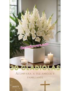 30 Gladiolas de Paz